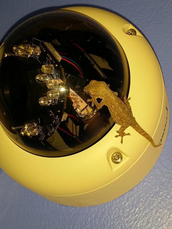 汤斯维尔 瑞夫背包客旅舍旅舍 外观 照片